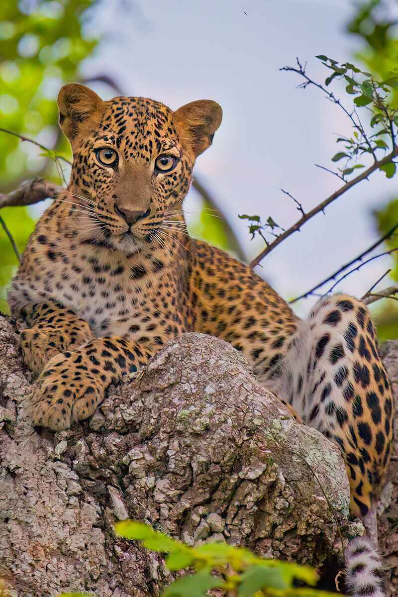 wildlife-safari-lanthanum-spence-tour